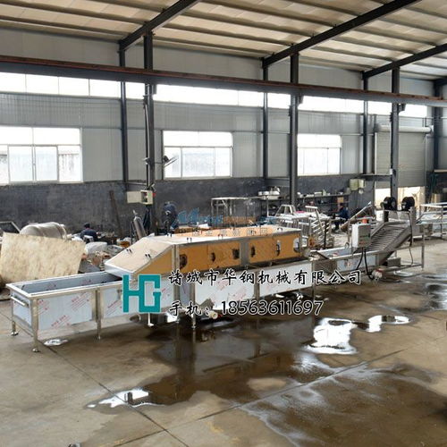 華鋼火龍果清洗機,檸檬清洗機定制加工 諸城市華鋼機械銷售部